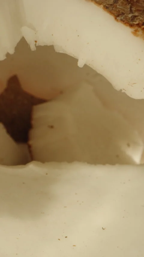 Broken coconut, pulp and shell, camera inside. Dolly, Vertical, Social Media Stock Footage 258307245