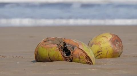 Broken coconuts on the beach,Pangandaran,Java,Indonesia Stock Footage 55656138