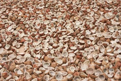 Broken coconuts drying in the sun Stock Photos