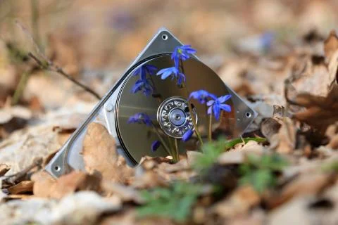 Broken computer hard disk in forest Foto stock