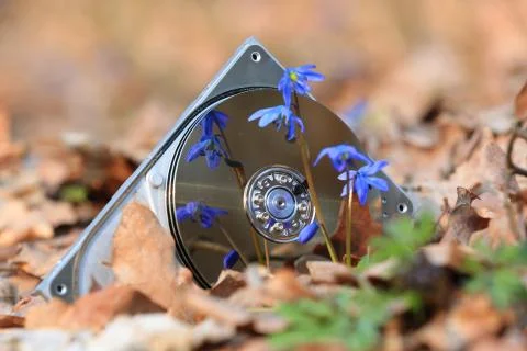 Broken computer hard disk in forest Foto stock