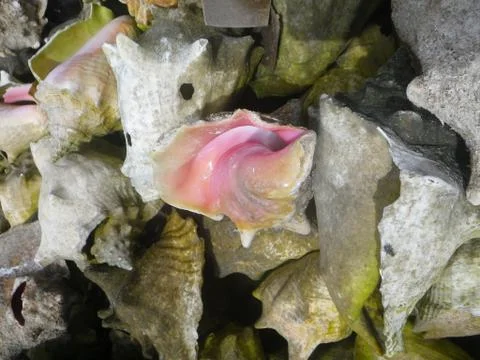 Broken conch shell with exposed spiral internal structure Stock Photos