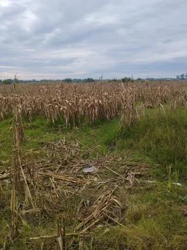 Broken corn field Stock Photos