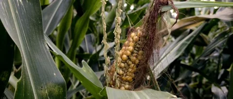 Broken corn Stock Footage 211914499