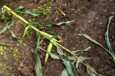 Broken corn stalk lying in an agricultural field, damaged crop Stock Photos