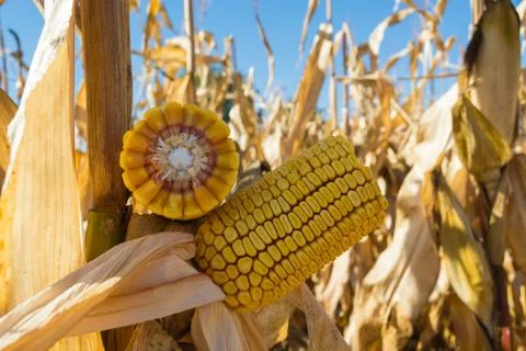 Broken corn stalk with a thin stem and large grain Stock Photos