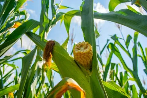 Broken corn stalk with a thin stem and large grain Foto stock