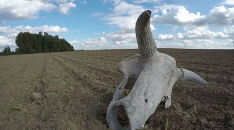 Broken cow skull in the field, time lapse 4K 스톡 동영상 59293734