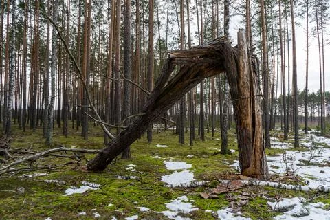 Broken cracked pine trunk. Forest edge in early spring Stock Photos