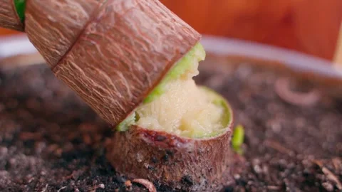 Broken crassula trunk close up. Potted money tree fell, weakening of plants Stock Footage 253301039
