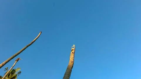 Broken Dead Coconut Tree Trunks Against Clear Blue Sky Stock Photos
