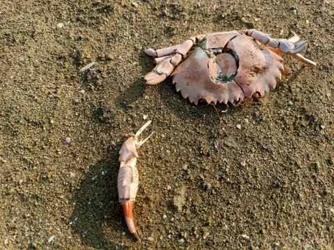 Broken dead crab shell and detached claw on a sandy beach Stock Photos