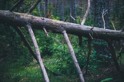 Broken dead pine tree in the forest in Spain Stock Photos