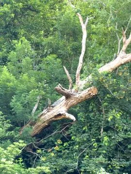Broken dead tree trunk forest landscape Stock Photos