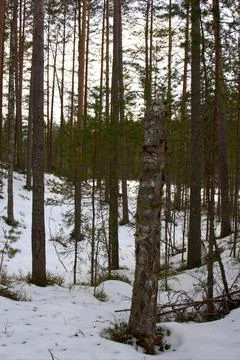 Broken dead tree trunk in snow-covered winter pine forest Stock Photos