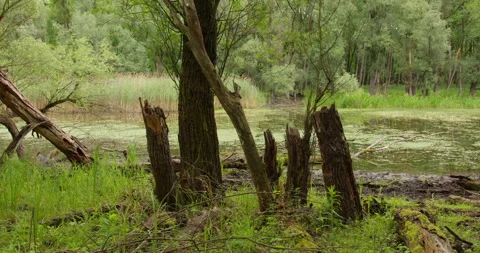 Broken decayed trees standing on the edge of a pond covered in duckweed in the Stock Footage 260227025