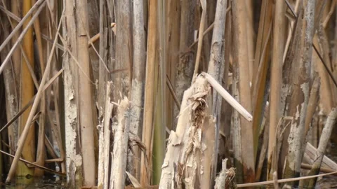 Broken decaying reed stump with flying mating dragonflies Stock Footage 334999774