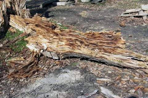 Broken Decaying Tree Trunk Lying on the Ground Stock Photos