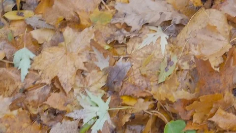 Broken doll toy lying on autumn  leaves in abandoned ghost town Pripyat Ukraine Video stock 83232147