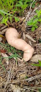 Broken doll's leg dumped like garbage Stock Photos