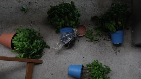 Broken down plants on the balcony floor, wind and storm aftermath overhead Stock Footage 283500117