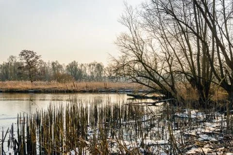 Broken down reed stalks along a creek in the winter Photos
