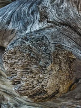 Broken drift wood tree branch close up Stock Photos