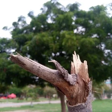 Broken dry leafless tree branch stump blurred green park background Stock Photos