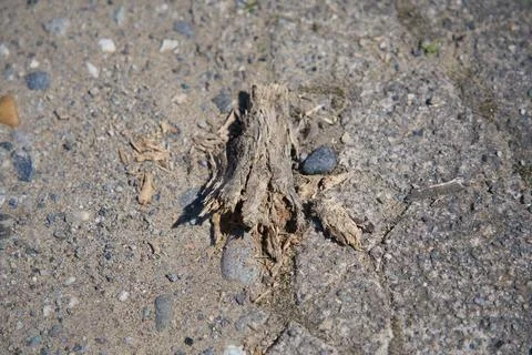 Broken dry tree branch on asphalt road Stock Photos