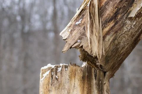 Broken dry tree close-up.An old, broken tree without bark after a strong wind Stock Photos
