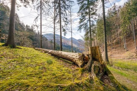 Broken dry tree on the edge of the forest. Stock Photos