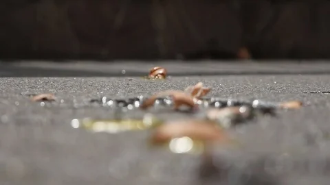 Broken egg on the asphalt. Eggshell and yolk closeup Stock-Footage 74518080