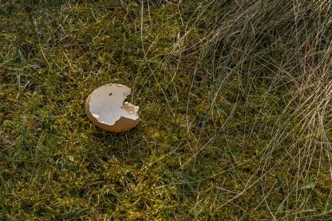 Broken egg on, an eggshell on the grass, a predator stole an egg from the h.. Stock Photos