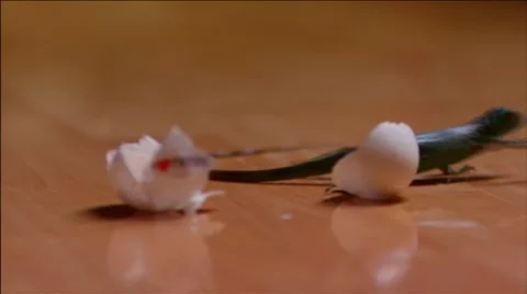 Broken egg lizard walking Stock Footage 7903949