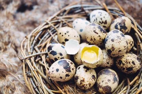 Broken egg in nest Stock Photos