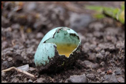 Broken Egg Stock Photos