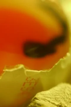 Broken egg in poor condition Stock Photos