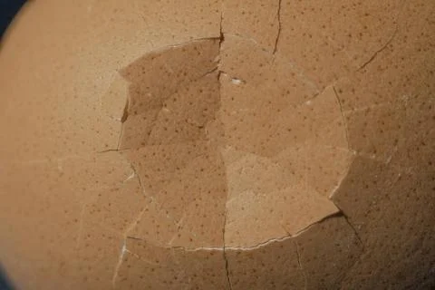 Broken egg shell Cobweb pattern on broken egg shell Copyright: xZoonar.com... Stock Photos