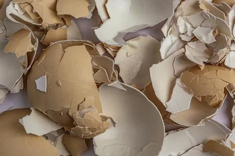 Broken Egg Shell, Cracked Eggshells, Broken Egg Shells on White Background Foto stock