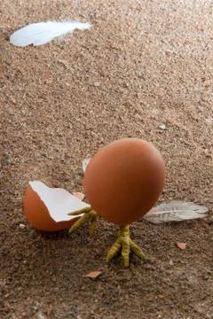 Broken egg shell Stock Photos