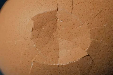 Broken egg shell Stock Photos