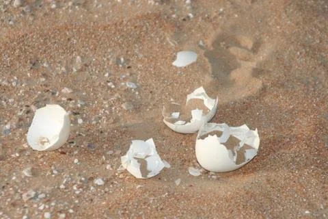 Broken egg shells in the desert Stock Photos
