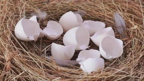 Broken egg shells in the nest closeup. Pan shot Stock Footage 78990822