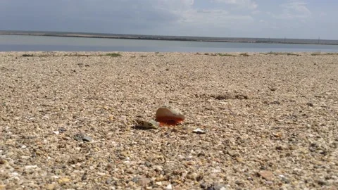 Broken egg of a small bird on the pebbles of the shore of a salt lake Stock Footage 149872841