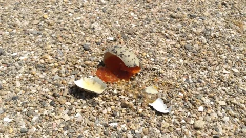Broken egg of a small bird on the pebbles of the shore of a salt lake Zoom out Stock Footage 149872930