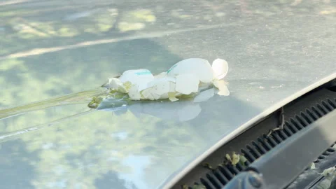 Broken Egg Splatters on Vehicle Hood Due to Vandalism Stock Footage 336362677