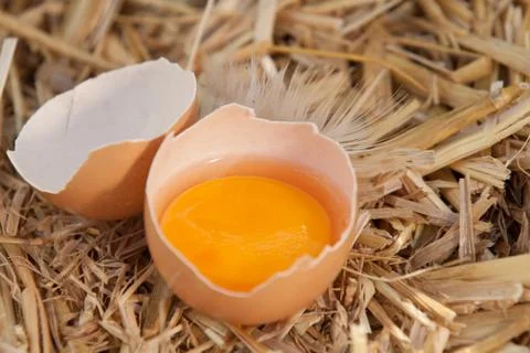 Broken egg on straw Stock Photos