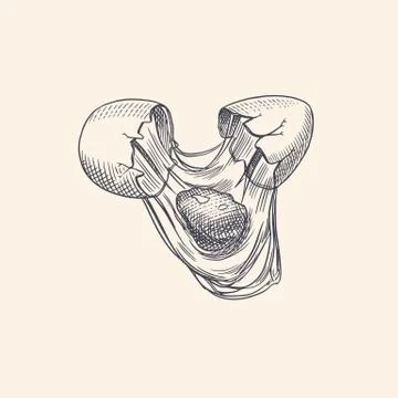 Broken egg with yolk and shell. Farm product. Engraved hand drawn retro vintage Stock Illustration