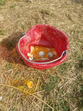 Broken Eggs in Bucket Stock Photos