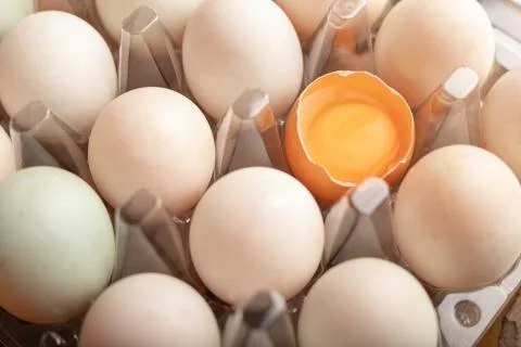 Broken eggs of chicken in plastic box Stock Photos